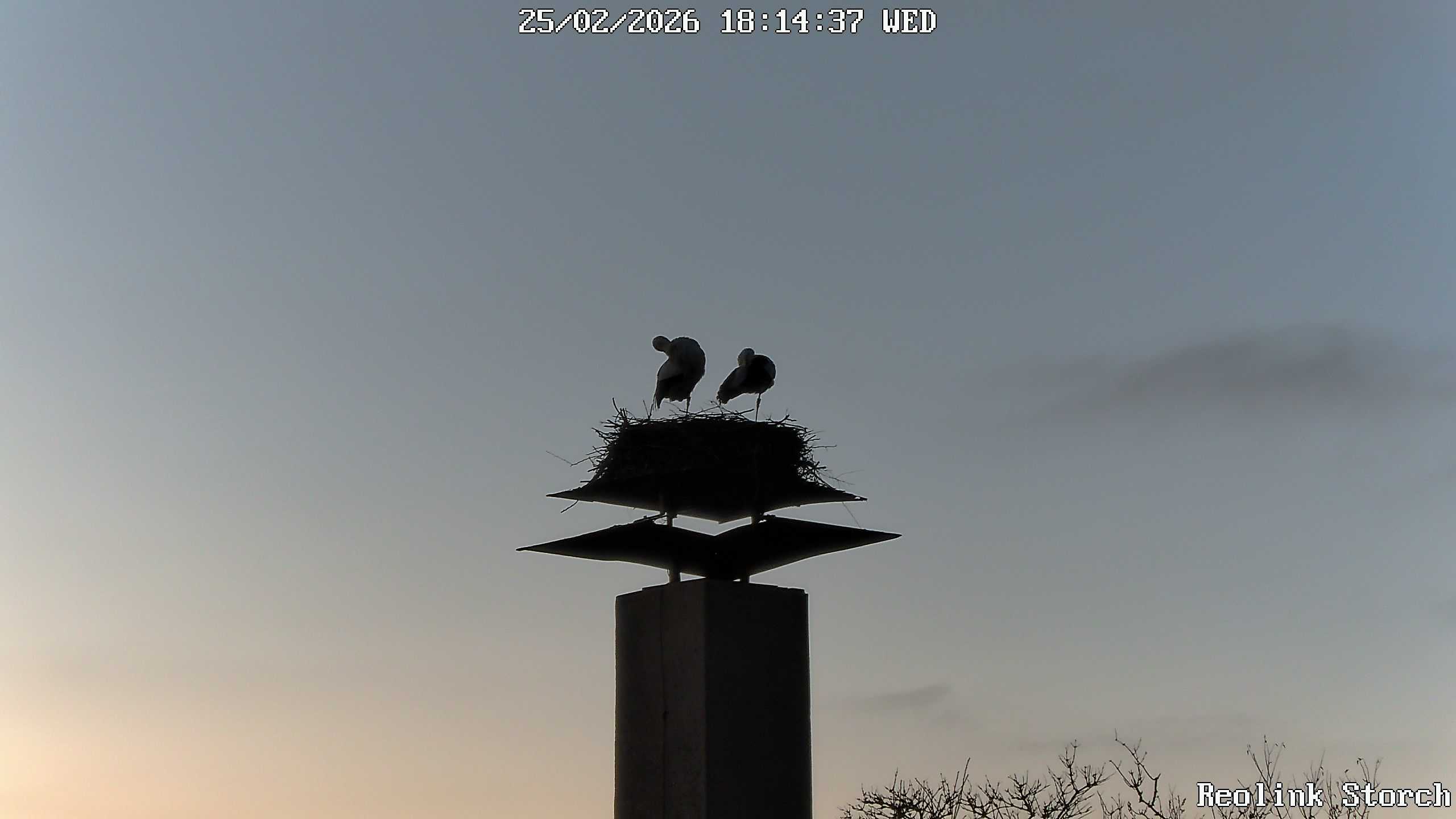 Storchencam Bild